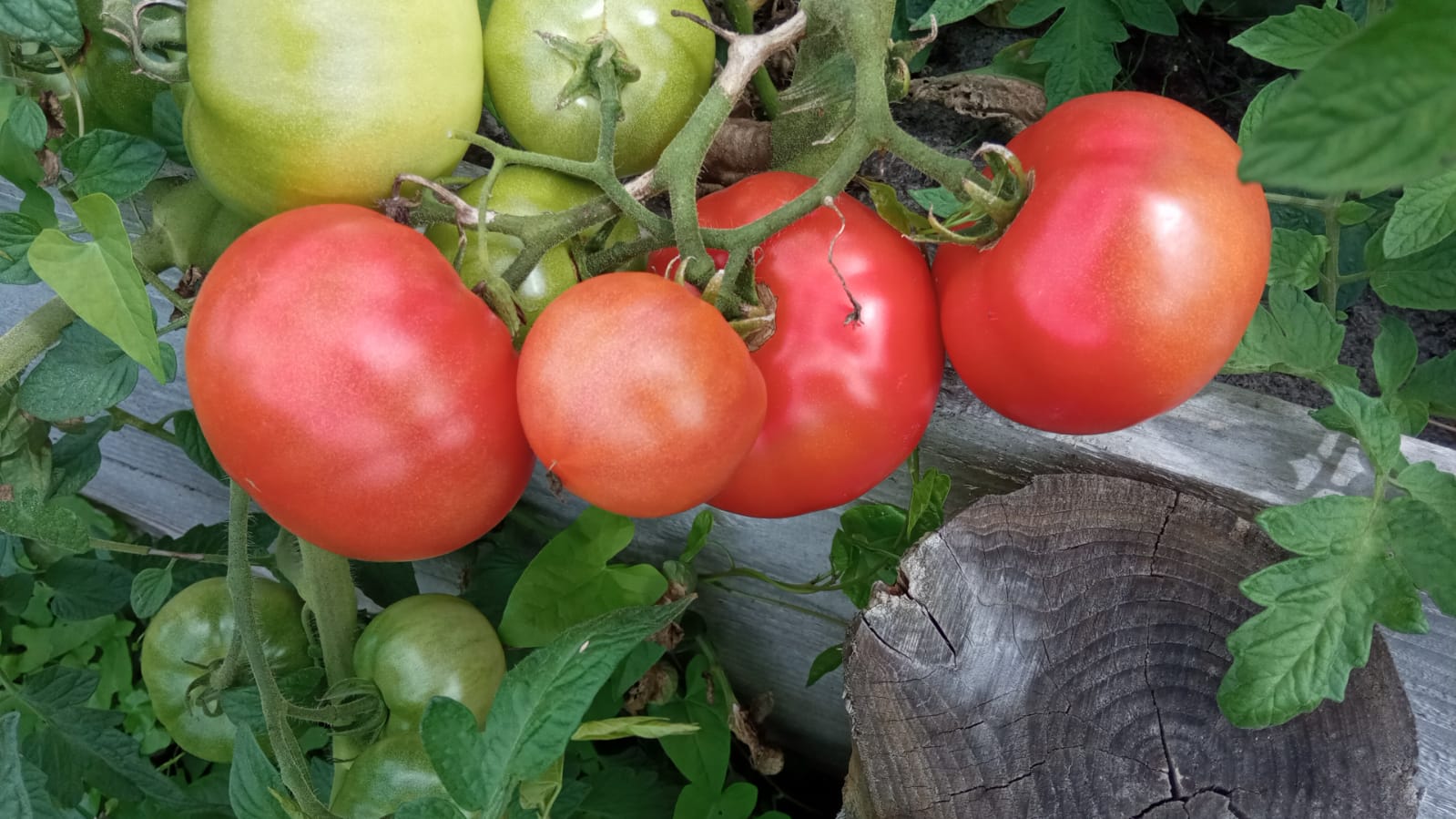 TOMATES